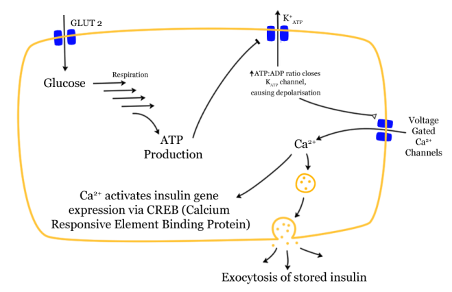 Glucose-insulin-release